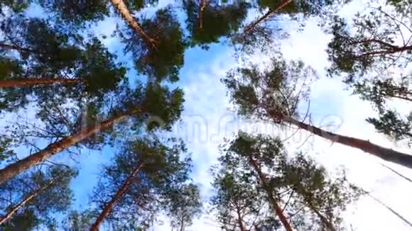 仰望一棵树时光流逝的云视频的预览图