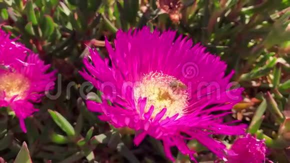蜜蜂落在粉红色的花朵上花粉覆盖着紧密的宏观视频的预览图