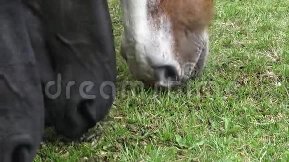 牧场上的马吃干粮视频的预览图