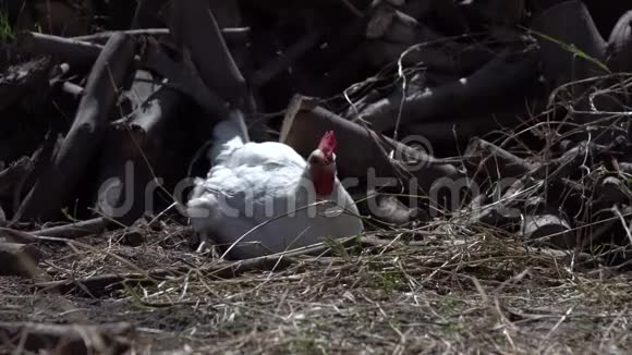 白公鸡带着鸡在农家院动物们在农家院里徜徉视频的预览图