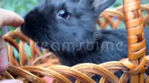 可爱的小黑兔坐在篮子里视频的预览图