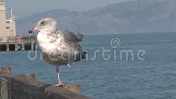 旧金山码头的海鸥视频的预览图