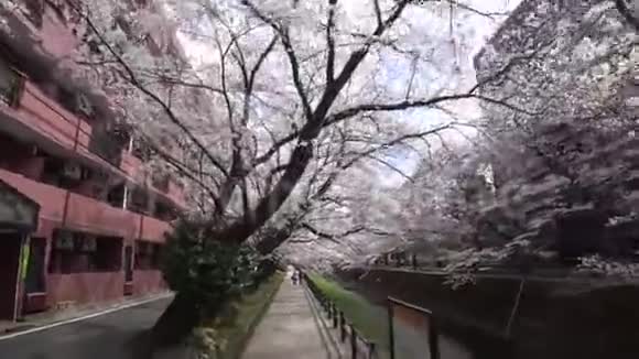 漫步在樱花下或樱花河畔视频的预览图