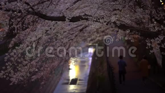 人们在樱花下漫步或在夜晚沿着河流漫步樱花视频的预览图