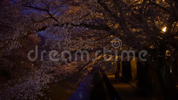 人们在樱花下漫步或在夜晚沿着河流漫步樱花视频的预览图