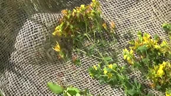 圣约翰在田里捡来的麦草夏季采药用植物全景动议视频的预览图