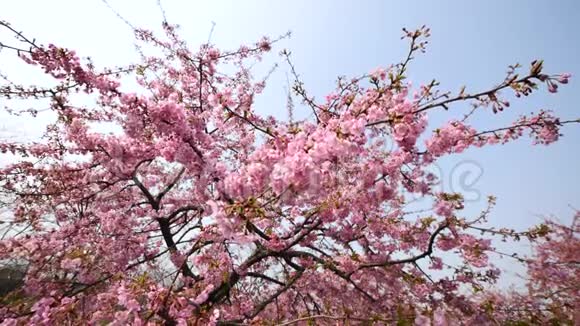春天的花朵系列樱花在微风中的樱花树枝上小簇的绽放放大视频视频的预览图