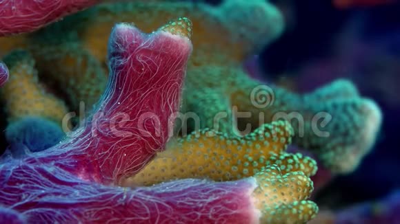 印度尼西亚RajaAmpat珊瑚和海绵之间的共生关系视频的预览图