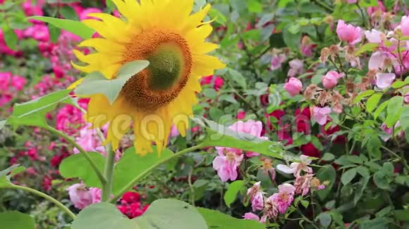 英国玫瑰园明亮的黄色向日葵视频的预览图