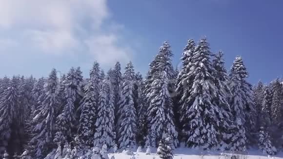 晴天的冬季针叶林空中景观视频的预览图