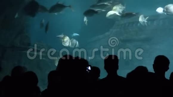 许多人在巨型水族馆附近剪影视频的预览图