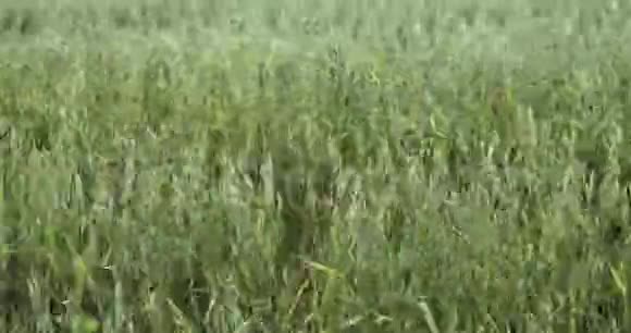 大风日熟燕麦场的细节视频的预览图