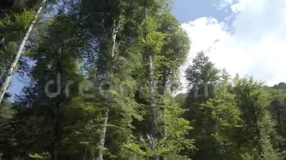山坡森林鸟瞰图视频的预览图