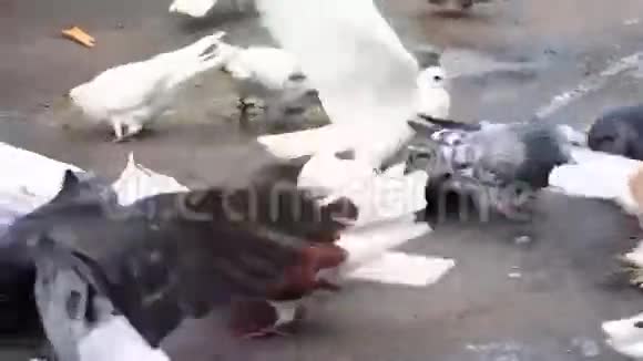 鸽子啄食谷物视频的预览图