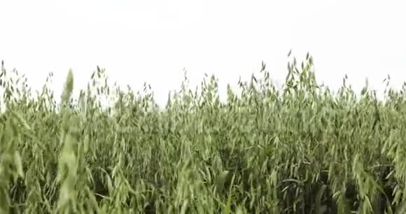 大风日熟燕麦场的细节视频的预览图