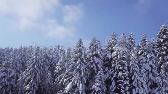 冬林在晴天雪花飘落空中景观视频的预览图