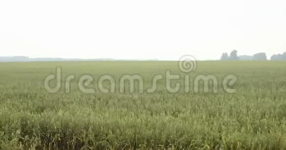 燕麦的足迹塞尔维亚燕麦田景视频的预览图