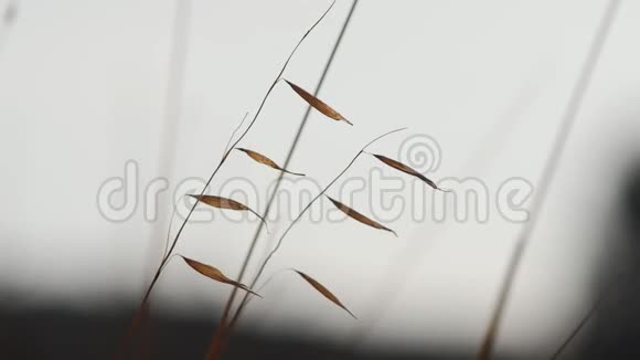 干草叶和茎在剪影中视频的预览图
