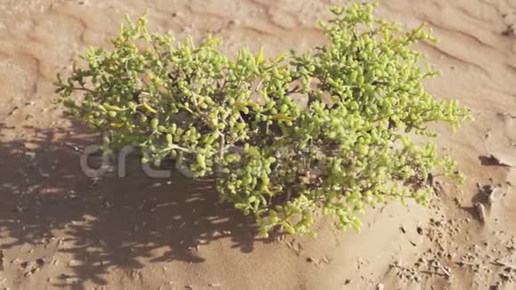 RubalKhali沙漠中的水草丛生的小灌木视频的预览图