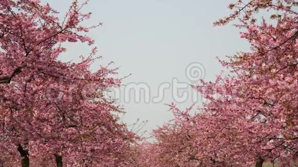 春天的花朵系列樱花在微风中的樱花树枝上小簇的绽放蓝天的开阔视野视频的预览图