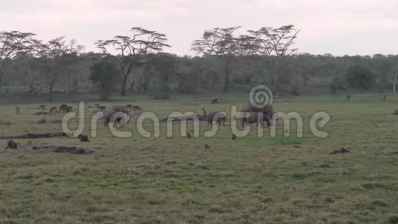 非洲象羚羊斑马和猴子在相思树的田野里吃草视频的预览图