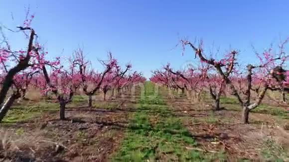 有红色开花树的果园的鸟瞰图视频的预览图