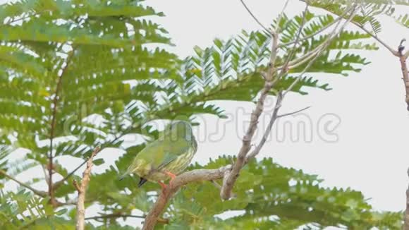 热带雨林中的雌刺野鸟视频的预览图