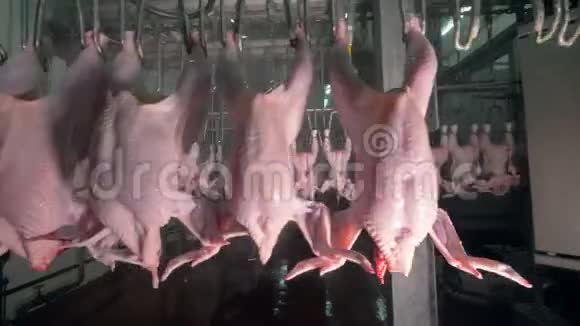 鸡体在满足加工厂的不同加工阶段进出转移4K视频的预览图