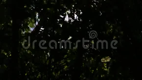 在森林里的叶子视频的预览图