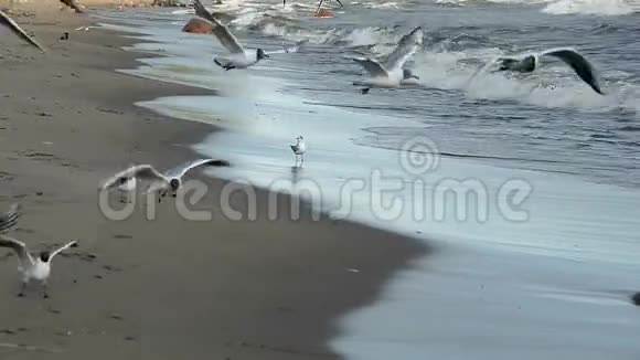 沿海水域的海鸥视频的预览图