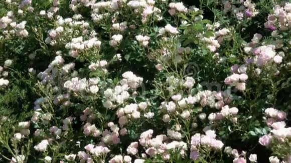 花园里的白玫瑰在植物园里盛开视频的预览图