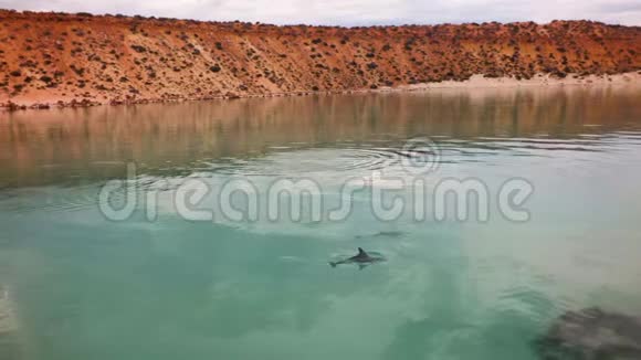 单人海豚游泳视频的预览图