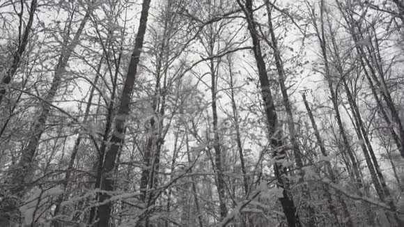 在美丽的冬林中缓慢地飘落着白色的雪视频的预览图