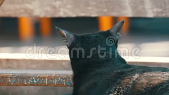 美丽的黑猫看着远方视频的预览图