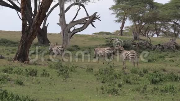 斑马在田野里放牧漫步非洲阿卡西亚草原视频的预览图