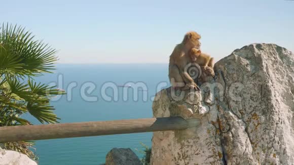 猴子妈妈和它的孩子在直布罗陀和船的背景视频的预览图