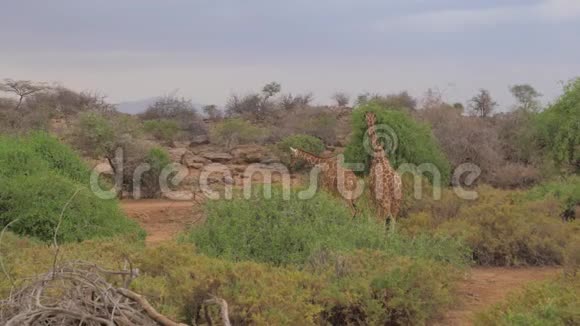 两只长颈鹿到树林里吃树叶非洲保护区4K视频的预览图