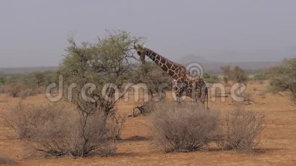 长颈鹿吃刺布什的叶子保护区和非洲草原4K视频的预览图