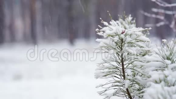 雪中松枝森林公园里下雪冰雪覆盖的模糊公园里的冬季景观高清视频视频的预览图