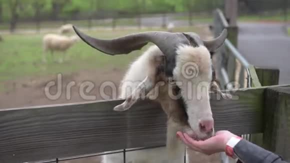 山羊吃草穿过篱笆视频的预览图