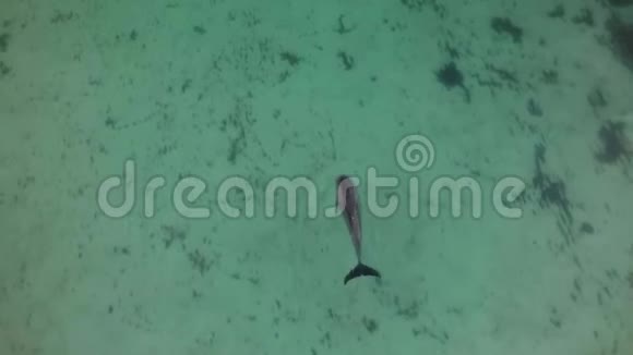 单人海豚游泳视频的预览图