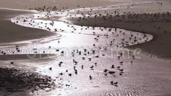 海滨鸟类兴奋于沙滩和狩猎海洋潮汐冲浪视频的预览图