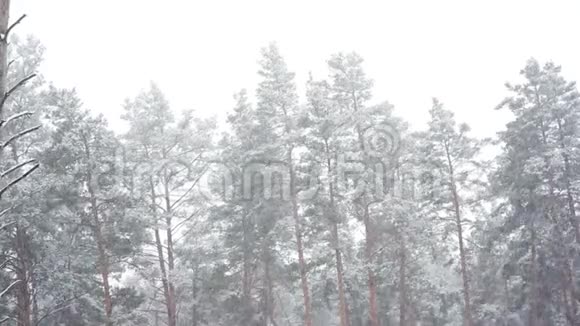森林公园里下雪冰雪覆盖的模糊公园里的冬季景观高清视频视频的预览图