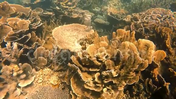 很多健康的珊瑚礁视频的预览图