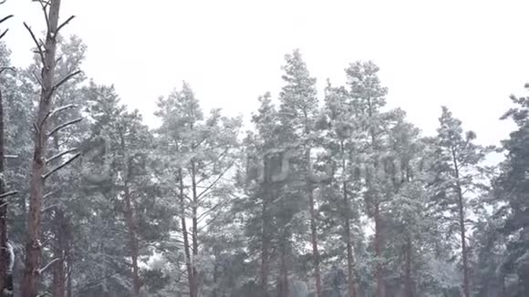 森林公园里下雪冰雪覆盖的模糊公园里的冬季景观高清视频视频的预览图