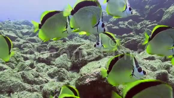 从Revillagigedo群岛出发的索科罗岛上的黄染蝶鱼视频的预览图