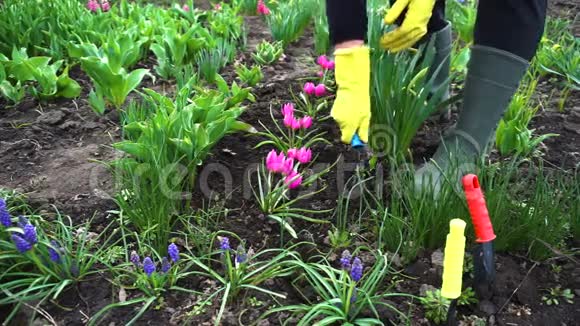 农夫用手叉在花园里的春花间松土视频的预览图