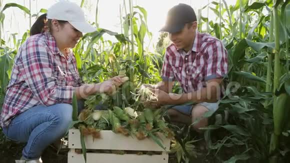 两个农民正在收割玉米视频的预览图