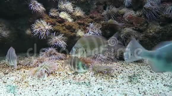 地中海克里特岛的鱼类视频的预览图