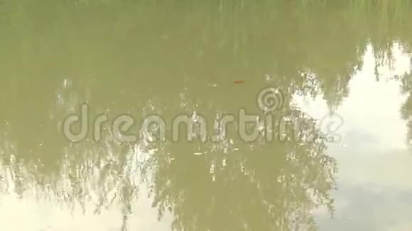 鲜红的锦鲤鱼在开阔的池塘里游泳红白橙的鱼在开阔的水里游泳视频的预览图